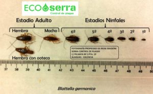 eliminar blatella germanica