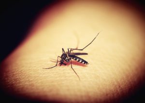 mosquito tigre