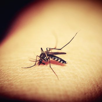 9 consejos caseros contra los mosquitos