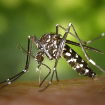 Remedios caseros contra el mosquito tigre