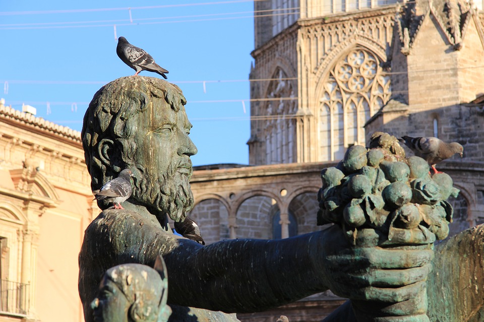 daños que causan las palomas y otras aves