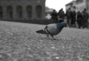 control de palomas y otras aves