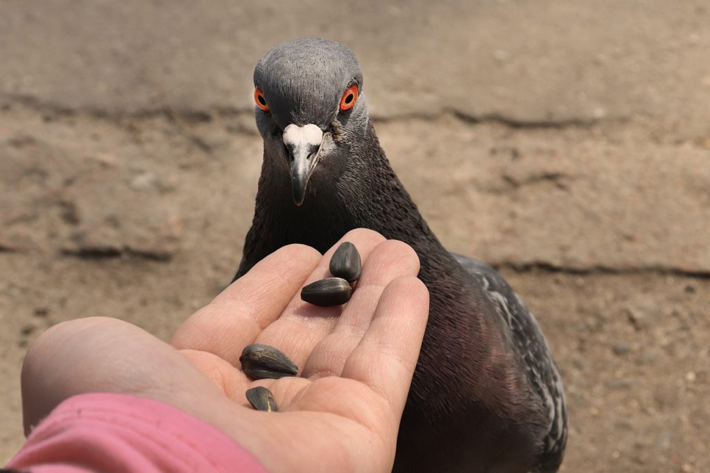 Las palomas, ejemplo de sinantropía