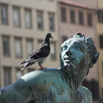 daños que causan las palomas