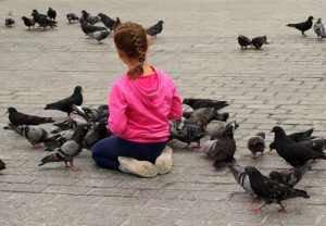 daños que causan las palomas